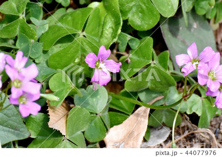 三鷹中原に咲くムラサキカタバミ 44077976