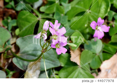 三鷹中原に咲くムラサキカタバミ 44077978