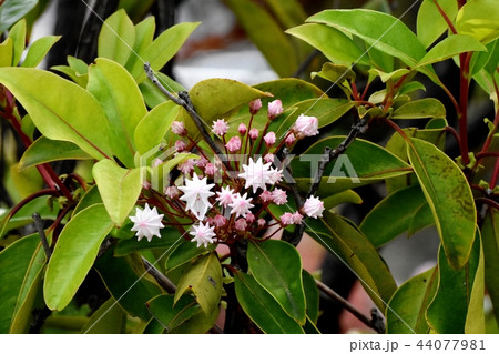 三鷹中原に咲くカルミア(アメリカシャクナゲ) 三鷹中原に咲くカルミア(アメリカシャクナゲ) 44077981