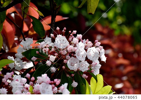 三鷹中原に咲くカルミア（アメリカシャクナゲ） 44078065