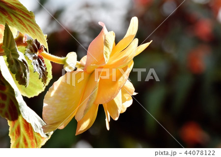 調布の植物園に咲くベゴニア 調布の植物園に咲くベゴニア 44078122