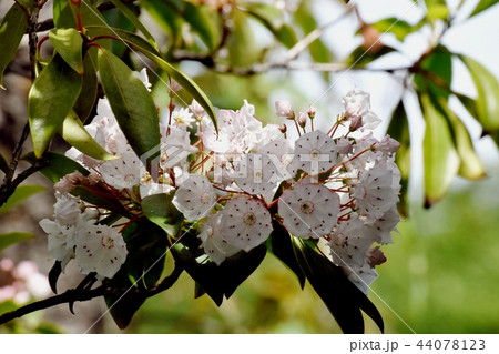 三鷹中原に咲くカルミア(アメリカシャクナゲ) 三鷹中原に咲くカルミア(アメリカシャクナゲ) 44078123
