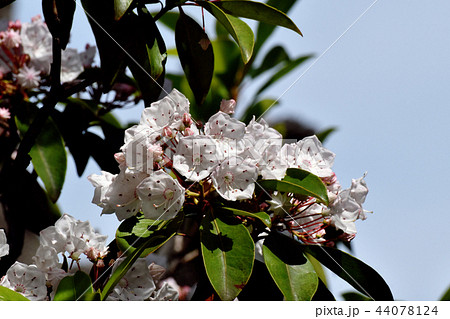 三鷹中原に咲くカルミア（アメリカシャクナゲ） 44078124