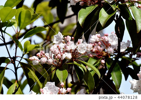 三鷹中原に咲くカルミア（アメリカシャクナゲ） 44078128