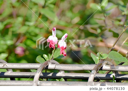 三鷹中原に咲くサルビアミクロフィラ 44078130