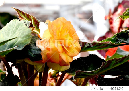 調布の植物園に咲くベゴニア 44078204