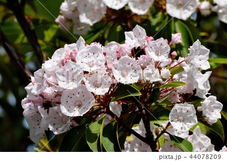 三鷹中原に咲くカルミア（アメリカシャクナゲ） 44078209