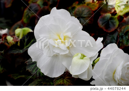 調布の植物園に咲くベゴニア 44078244