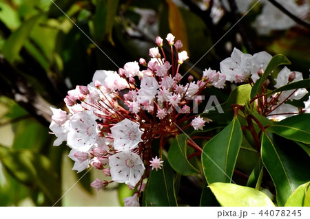 三鷹中原に咲くカルミア(アメリカシャクナゲ) 三鷹中原に咲くカルミア(アメリカシャクナゲ) 44078245