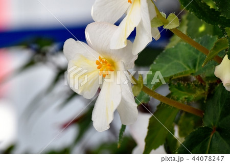 調布の植物園に咲くベゴニア 44078247