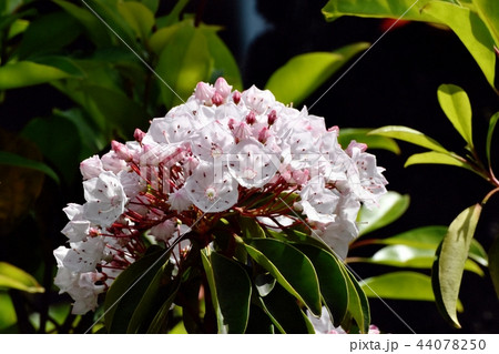 三鷹中原に咲くカルミア（アメリカシャクナゲ） 44078250