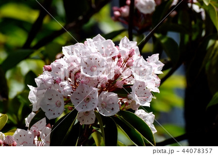 三鷹中原に咲くカルミア(アメリカシャクナゲ) 三鷹中原に咲くカルミア(アメリカシャクナゲ) 44078357
