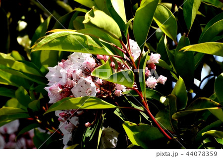 三鷹中原に咲くカルミア(アメリカシャクナゲ) 三鷹中原に咲くカルミア(アメリカシャクナゲ) 44078359