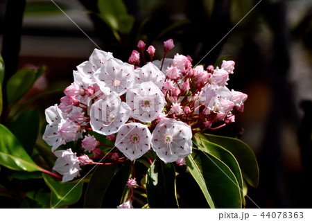 三鷹中原に咲くカルミア(アメリカシャクナゲ) 三鷹中原に咲くカルミア(アメリカシャクナゲ) 44078363