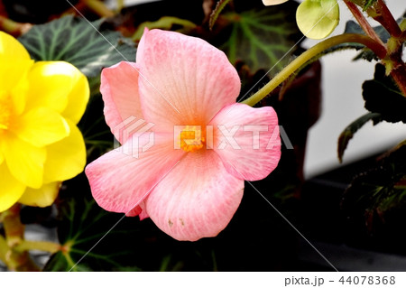 調布の植物園に咲くベゴニア 44078368
