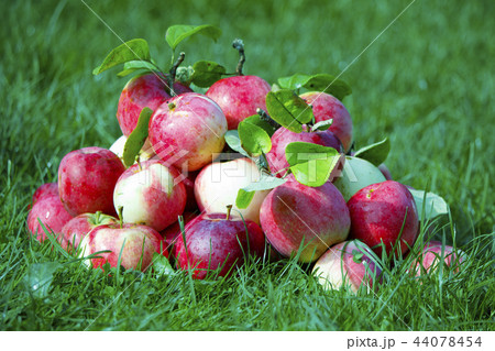 Apples in the grass. Red ripe apples in fresh green grass. Apples in the grass. Red ripe apples in fresh green grass. 44078454