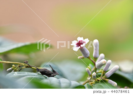 ヘクソガズラ（屁糞蔓） 44078461