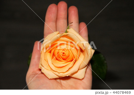 Yellow rose with woman's handson black background. Top view Yellow rose with woman's handson black background. Top view 44078469
