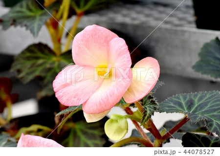 調布の植物園に咲くベゴニア 44078527