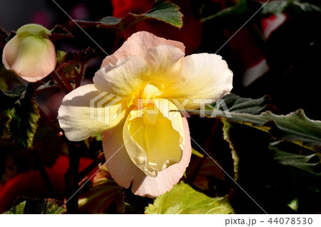 調布の植物園に咲くベゴニア 44078530