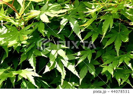 三鷹中原になる緑のカエデの葉 44078531