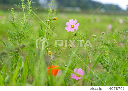 Wild cosmos 44078701