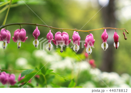 Bleeding heart 44078812