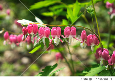 Bleeding heart Bleeding heart 44078814