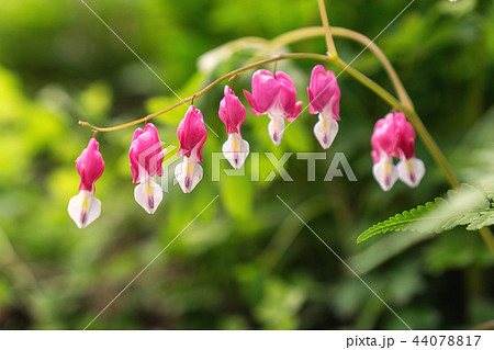 Bleeding heart 44078817