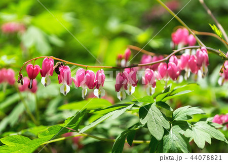 Bleeding heart 44078821