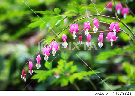 Bleeding heart Bleeding heart 44078822