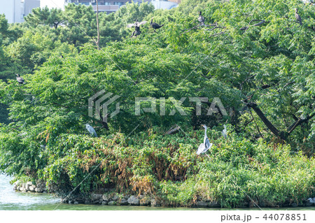 ohori park birds island 44078851