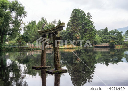 grey heron on lake kinri torii gate 44078969