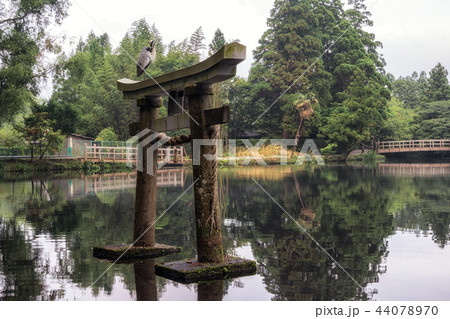 grey heron on lake kinri torii gate grey heron on lake kinri torii gate 44078970