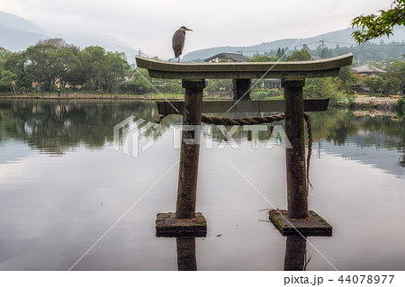 grey heron on lake kinri torii gate grey heron on lake kinri torii gate 44078977