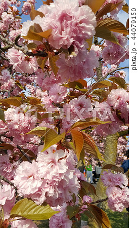 春 桜 花 44079150