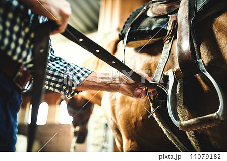 A close-up of a senior man putting a saddle on a horse in a stable. 44079182