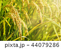 稲 背景 秋 44079286