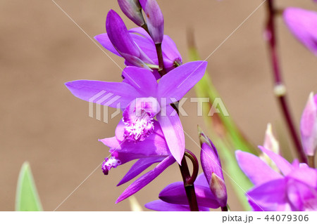 三鷹中原に咲くシラン（紫蘭） 44079306