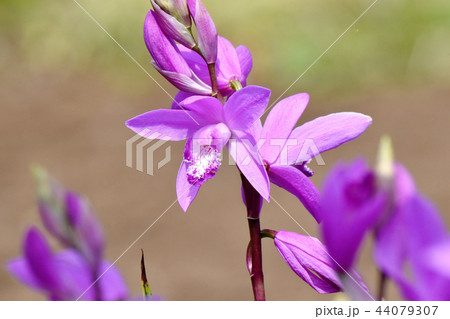 三鷹中原に咲くシラン（紫蘭） 44079307