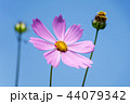 コスモス 背景 秋 44079342