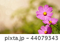コスモス 背景 秋 44079343