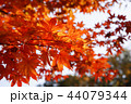 紅葉 背景 カエデの葉 44079344