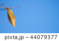 秋 葉 木の葉 44079377