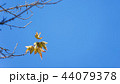 秋 葉 木の葉 44079378