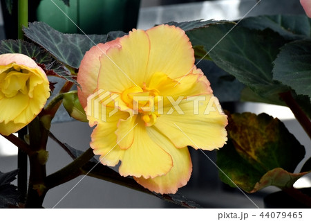 調布の植物園に咲くベゴニア 44079465