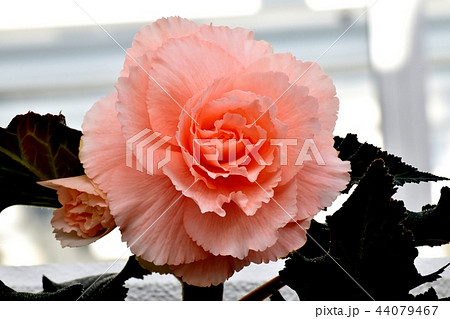 調布の植物園に咲くベゴニア 44079467