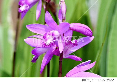 三鷹中原に咲くシラン（紫蘭） 44079472