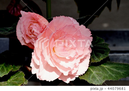 調布の植物園に咲くベゴニア 44079681