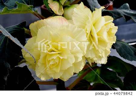 調布の植物園に咲くベゴニア 調布の植物園に咲くベゴニア 44079842